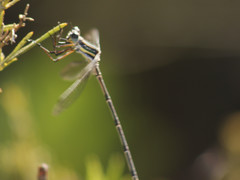 Chlorolestes conspicuus