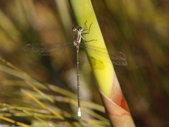 Chlorolestes conspicuus