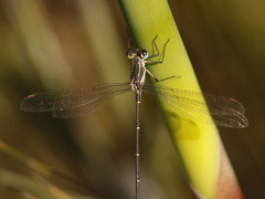 Chlorolestes conspicuus