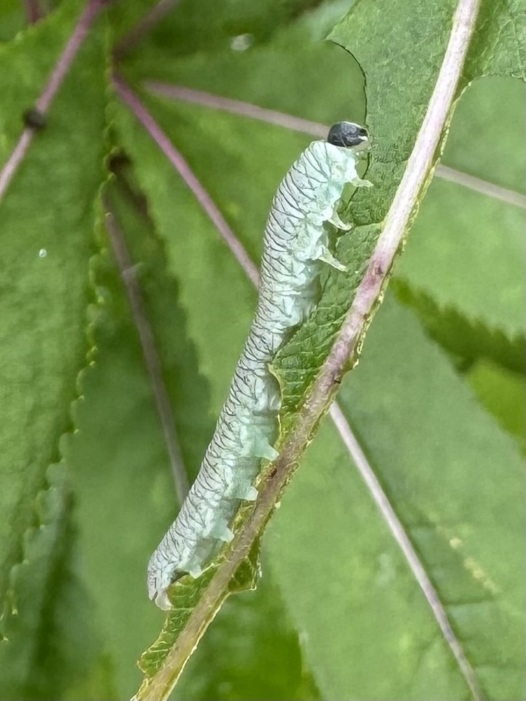 Tenthredo rubricoxis