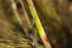 Chlorolestes conspicuus