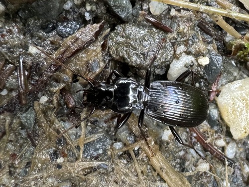 Pterostichus fasciatopunctatus