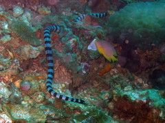 Laticauda laticaudata