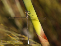 Chlorolestes conspicuus