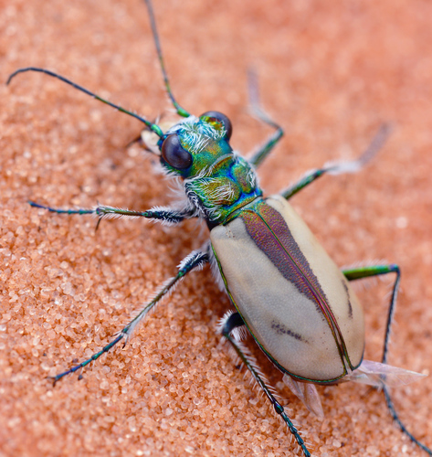 Coral Pink Sand Dunes Tiger Beetle photo 2