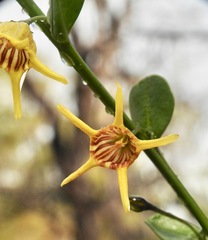 Anthocercis ilicifolia