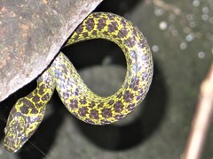 Lycodon meridionalis