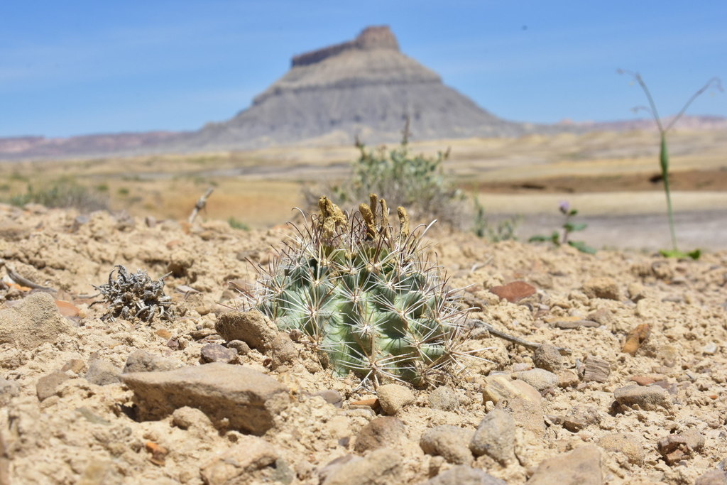 Sclerocactus wrightiae - Wikipedia