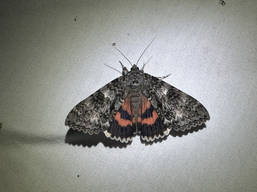 Once-married Underwing photo 6