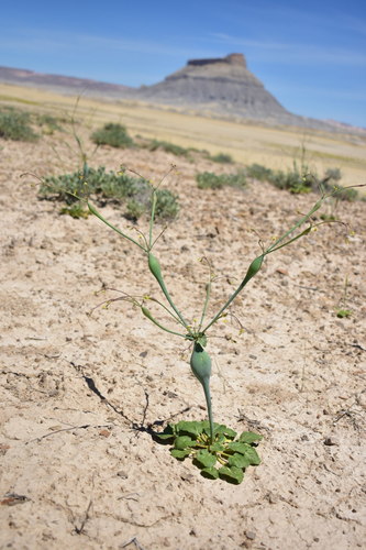 Native American pipeweed (Eriogonum fusiforme)