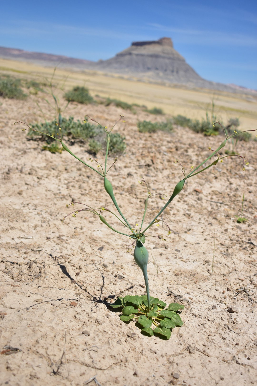 Eriogonum fusiforme