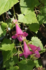 Lophospermum erubescens