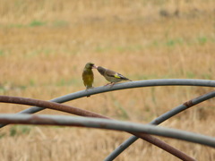 Chloris sinica