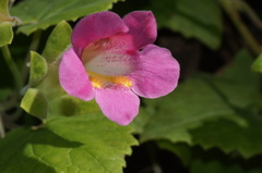Lophospermum erubescens