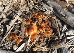 Gymnopilus luteofolius