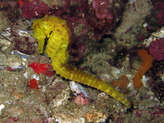 Hippocampus comes