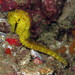 Observation photo