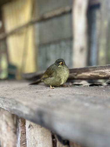 Yellow-whiskered Greenbul (Eurillas latirostris), photo 10