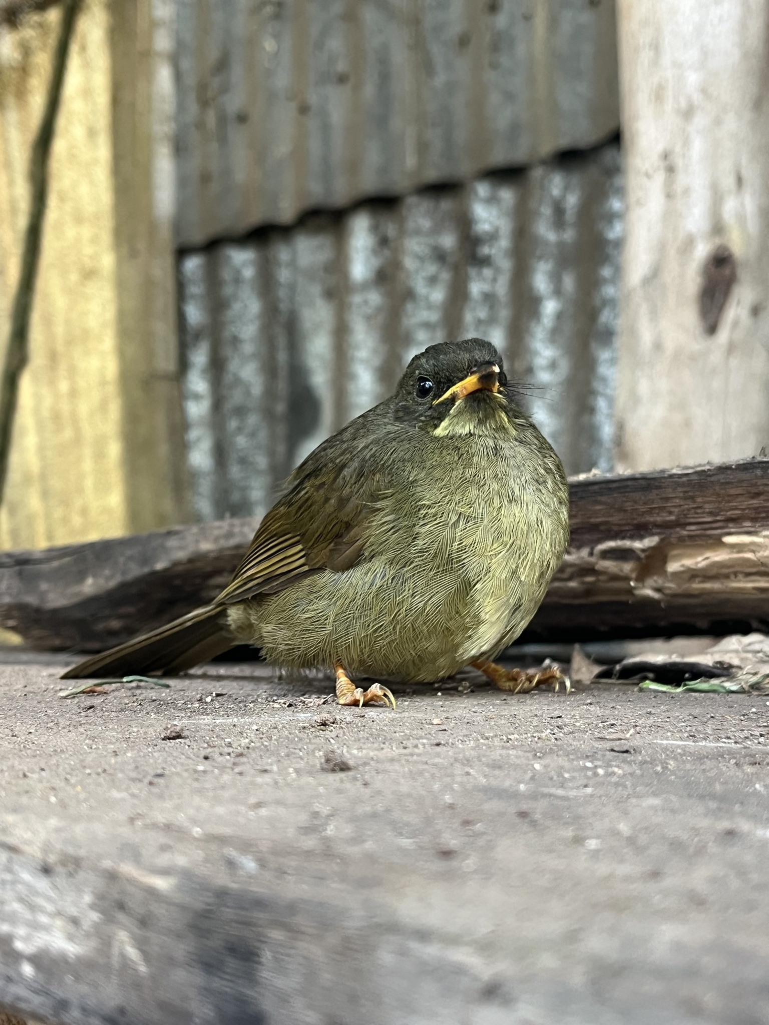 Yellow-whiskered Greenbul (Eurillas latirostris), photo 3