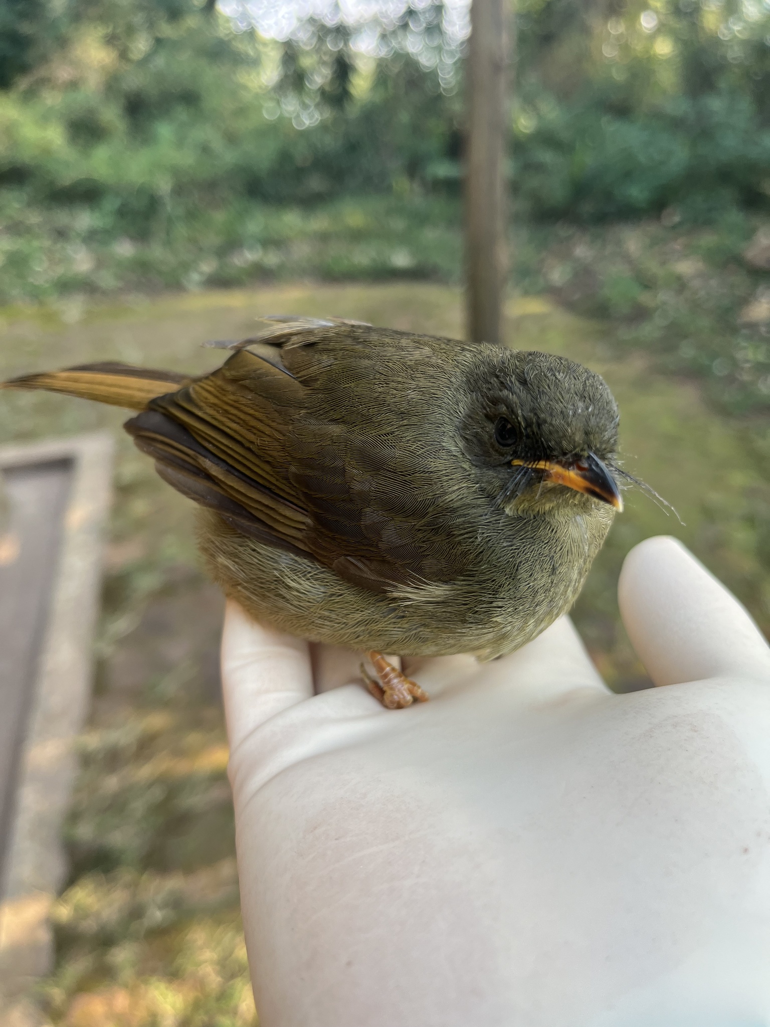 Yellow-whiskered Greenbul (Eurillas latirostris), photo 4