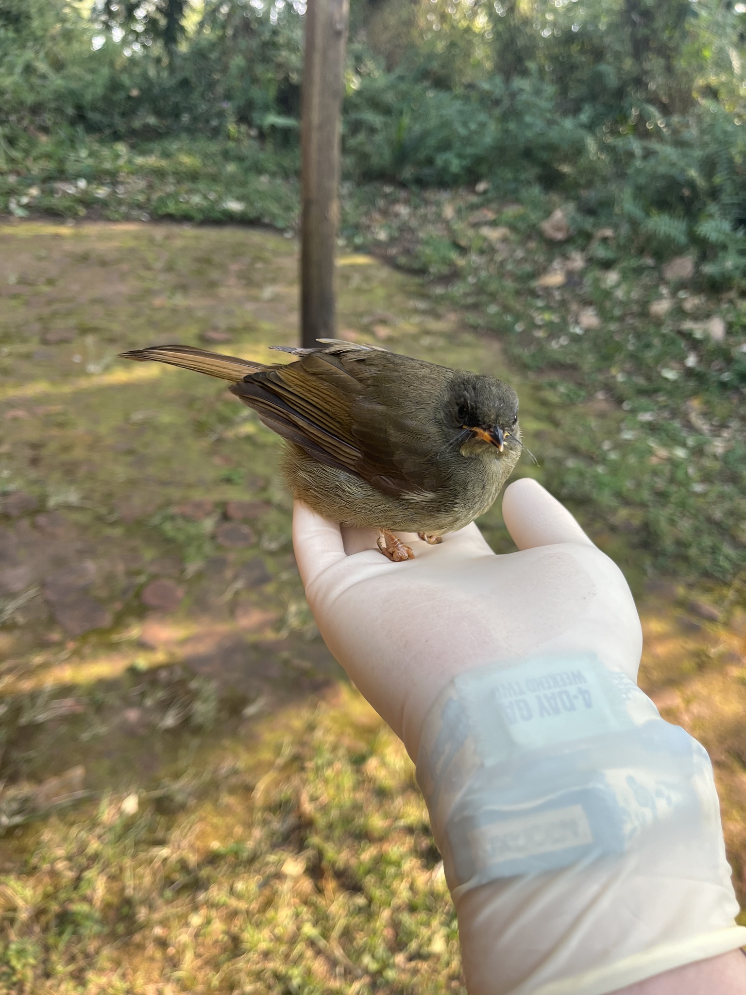 Yellow-whiskered Greenbul (Eurillas latirostris), photo 5