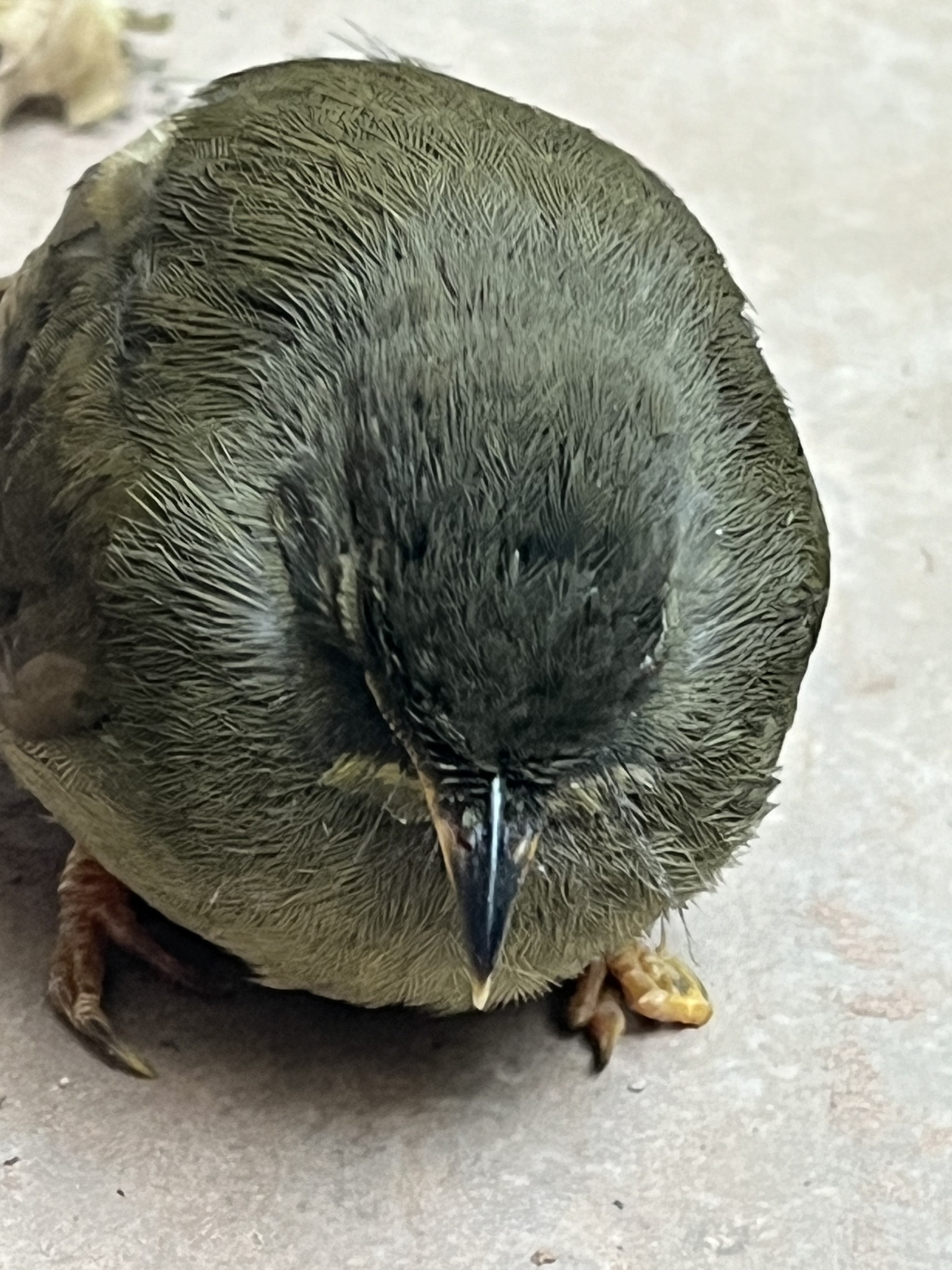 Yellow-whiskered Greenbul (Eurillas latirostris), photo 6
