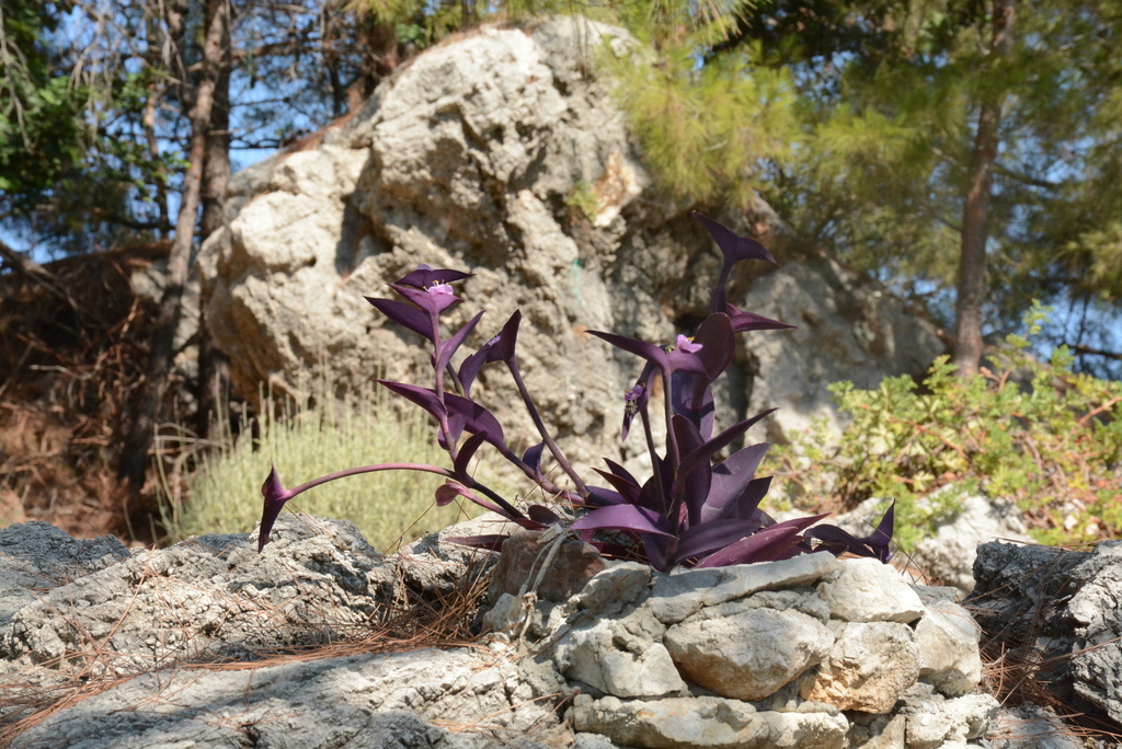 Tradescantia pallida, Alanya, Antalya, Türkiye