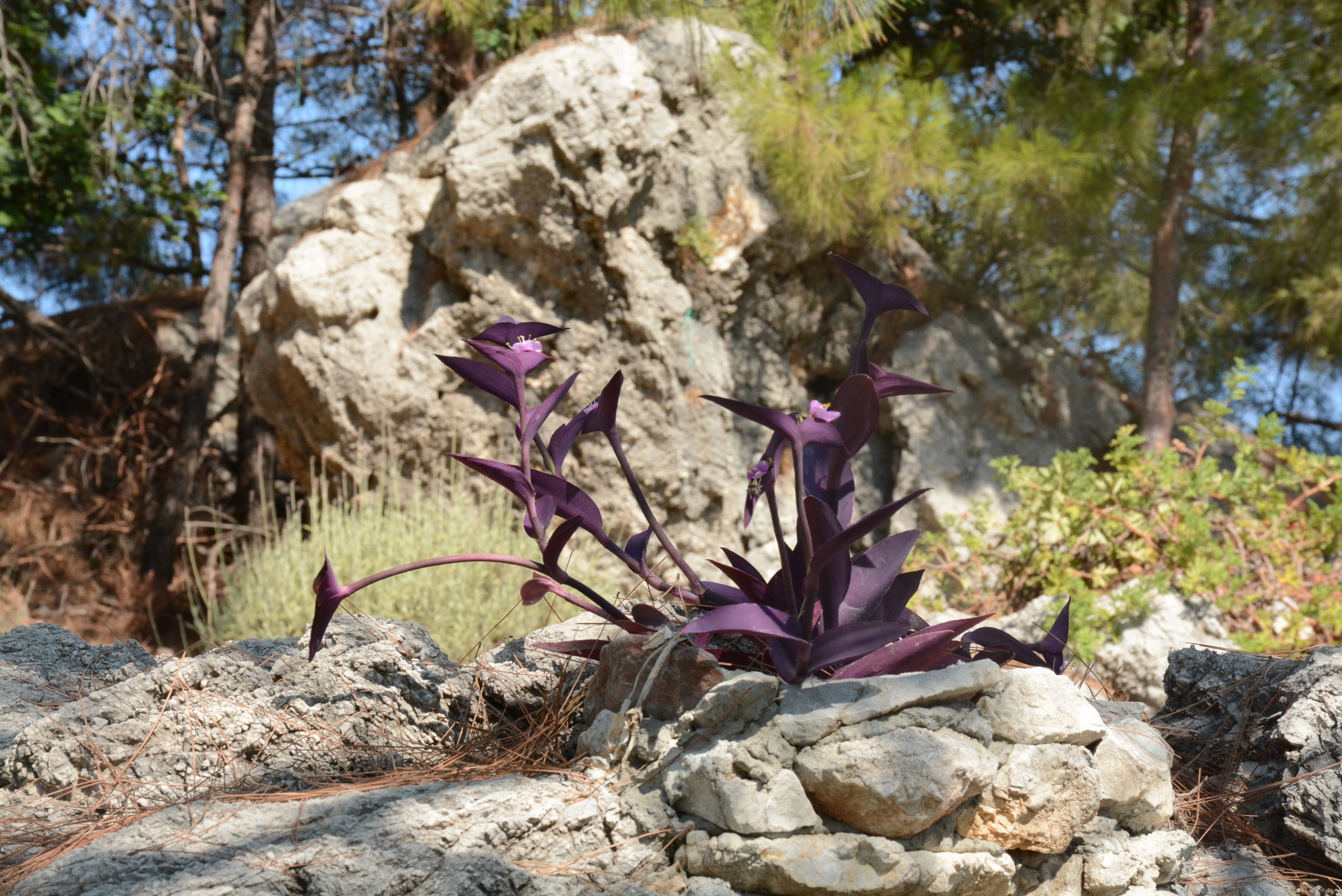 Tradescantia pallida