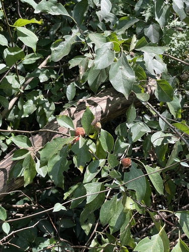 Maclura tricuspidata, photograph 6