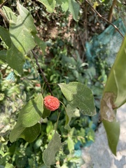 Maclura tricuspidata, photograph (c) Jane Charlen, some rights reserved (CC BY)
