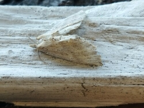 Pale Prominent photo 3