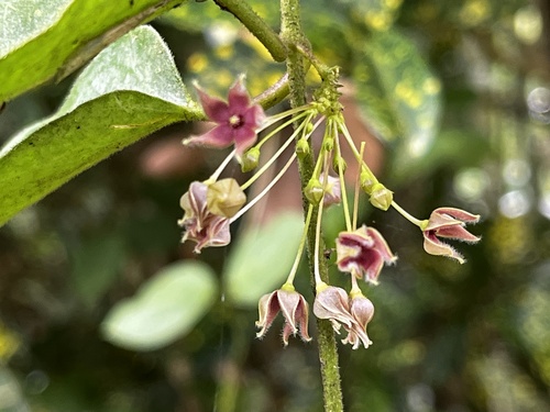 Image of Vincetoxicum hirsutum by (c) 黃美滿, some rights reserved (CC BY)