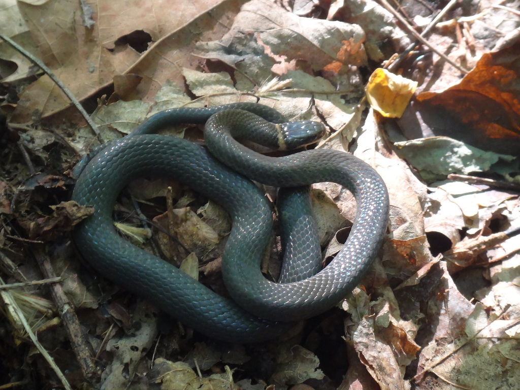 ring-necked snake from Hunterdon County, NJ, USA on June 11, 2019 at 06 ...