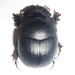 Metacatharsius opacus - Photo no rights reserved, uploaded by Botswanabugs