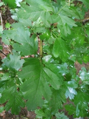 Crataegus monogyna