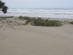 Spinifex longifolius