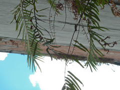 Pteris vittata
