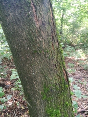 Acer platanoides
