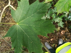 Acer platanoides