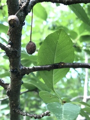 Monilinia laxa