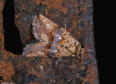 Eustrotiinae
