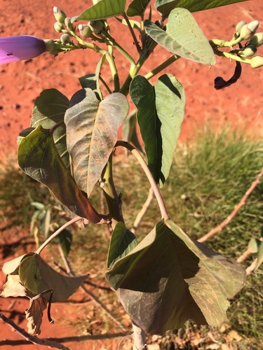 Bush Morning Glory