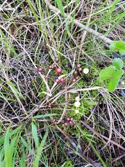 Splachnum luteum
