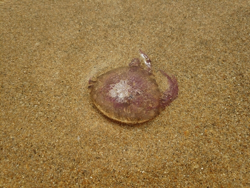 Scyphozoa