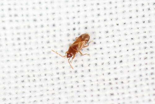 Camptocera glaberrima