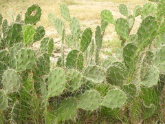 Opuntia monacantha