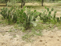 Opuntia monacantha
