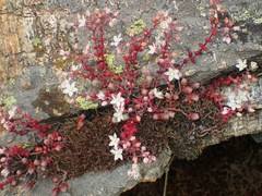 Sedum brevifolium
