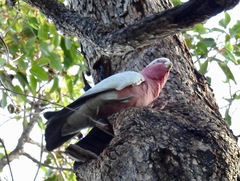 Eolophus roseicapilla