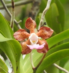 Vanda insignis